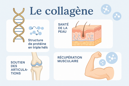 Le collagène, on vous explique ce que c’est…