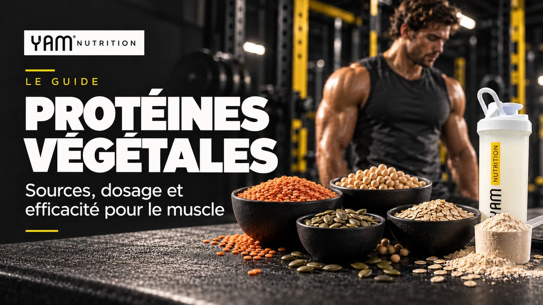 Protéines végétales : sources, dosage et efficacité pour le muscle