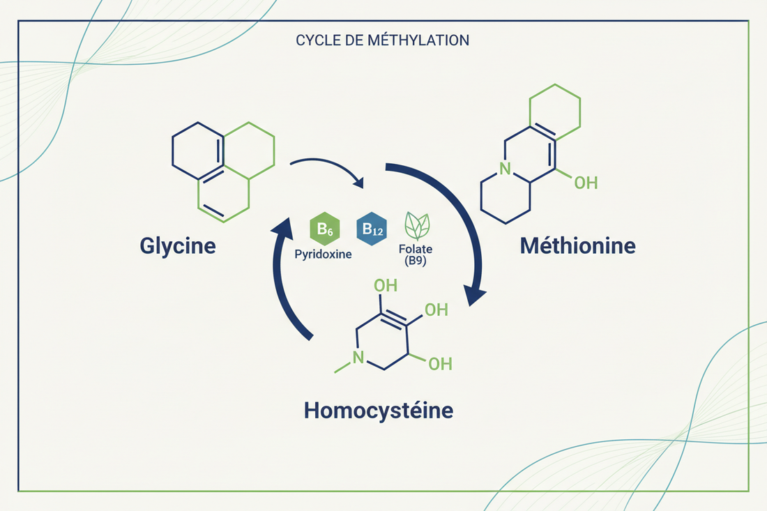 Quels sont les rapports entre la Glycine, la méthionine et l’homocystéine ?