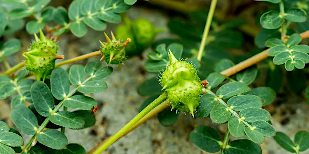 Tribulus terrestris et testostérone, mythe ou réalité ?