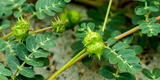 Tribulus terrestris et testostérone, mythe ou réalité ?