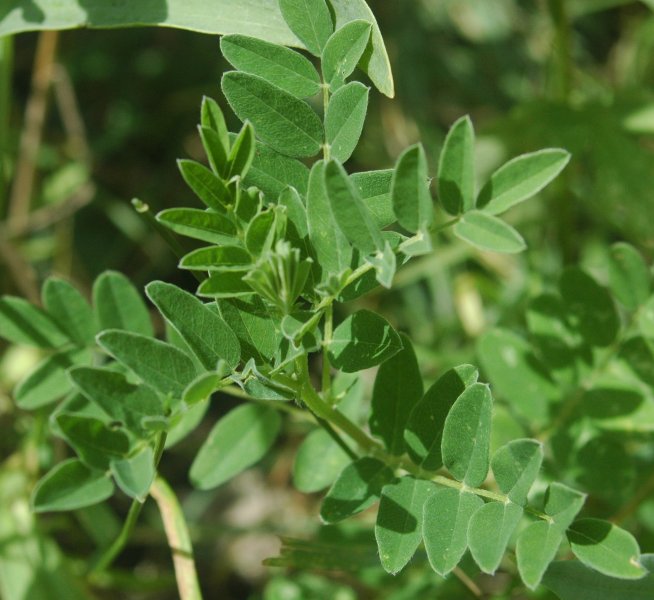 L'Astragale