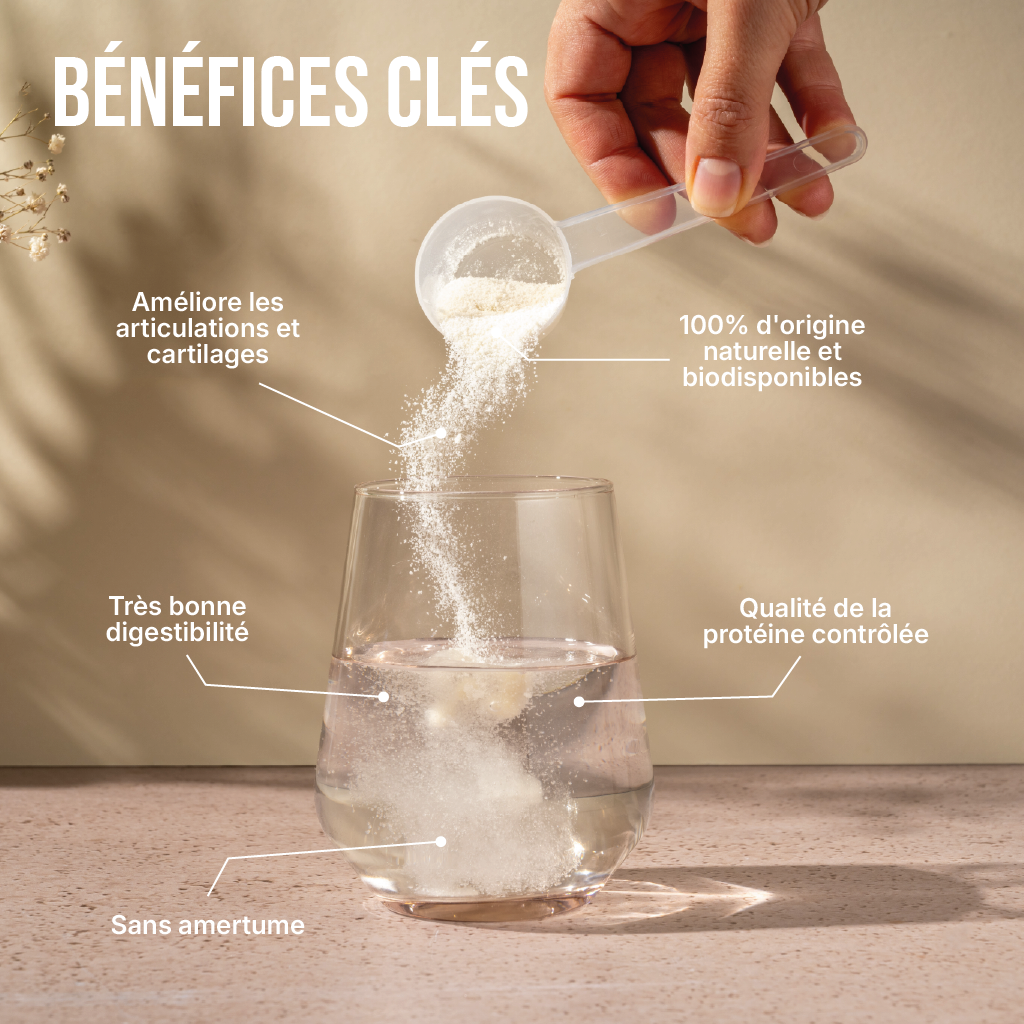 Collagène Type 2 en poudre