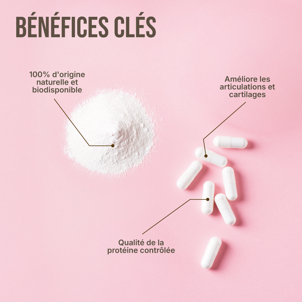 Collagène Type 2 en gélules
